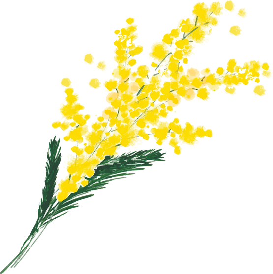 Hand Drawn Spring Mimosa Flowers